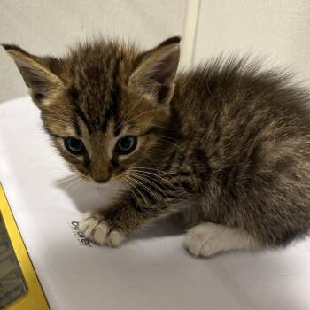 Poseidon -  Domestic Short Hair Cat for Adoption in Tampa, Florida - Poseidon | PetCurious