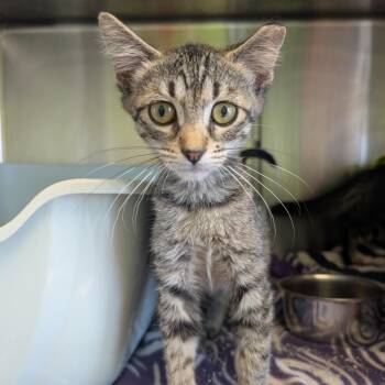 Hampton Inn -  Domestic Short Hair Cat for Adoption in Ottawa, Kansas - Hampton Inn | PetCurious