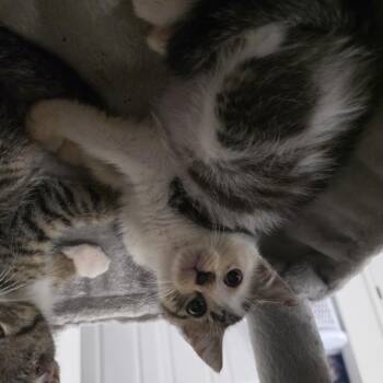 Puzzle -  Domestic Short Hair and Tabby Cat for Adoption in Mastic, New York - Puzzle | PetCurious