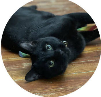 Rescue Domestic Short Hair Cats for Adoption in Philadelphia, Pennsylvania - Saint | PetCurious