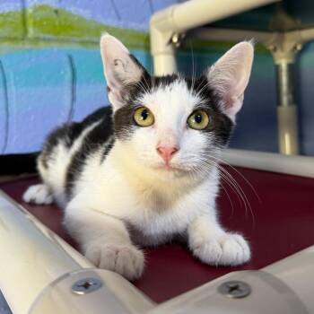 Tommy -  Domestic Short Hair Cat for Adoption in Stillwater, Oklahoma - Tommy | PetCurious