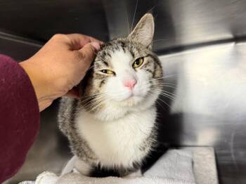 Livingston -  Domestic Short Hair Cat for Adoption in New York, New York - Livingston | PetCurious