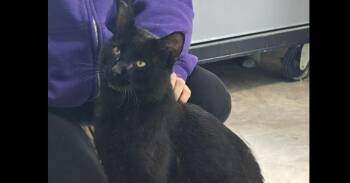 Panther -  Domestic Short Hair Cat for Adoption in Dayton, Minnesota - Panther | PetCurious