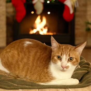 Rescue Tabby and Domestic Short Hair Cats for Adoption in Hillsboro, Texas - Ember — A Loving Little Flame Of Warmth And Comfort | PetCurious