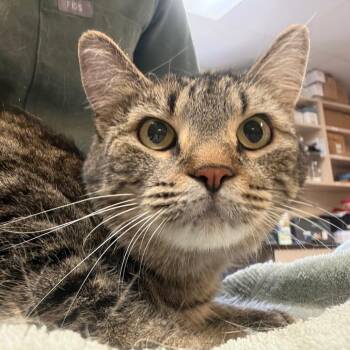 Tiger -  Domestic Short Hair Cat for Adoption in Flagstaff, Arizona - Tiger | PetCurious
