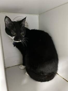 SABLE -  Domestic Short Hair Cat for Adoption in Camarillo, California - SABLE | PetCurious