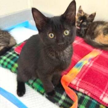 Saga -  Domestic Short Hair Cat for Adoption in Denver, Colorado - Saga | PetCurious