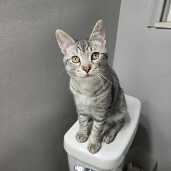 Jack -  Domestic Short Hair Cat for Adoption in Royal Oak, Michigan - Jack | PetCurious