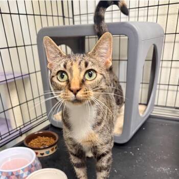 Infinity -  Domestic Short Hair Cat for Adoption in Houston, Texas - Infinity | PetCurious