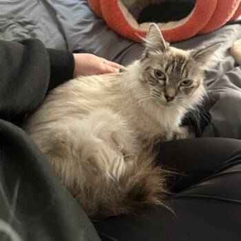 Siamese and Tabby Cats Available for Adoption in New York, New York - Birch & Almond N. - Bestest Buddies! | PetCurious