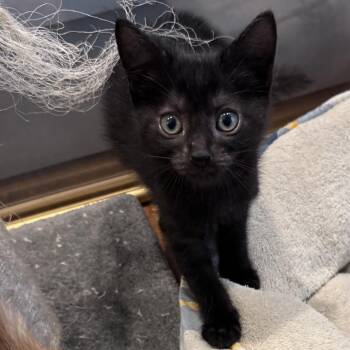 Taxi -  Domestic Short Hair Cat Available for Adoption in Jupiter, Florida - Taxi | PetCurious