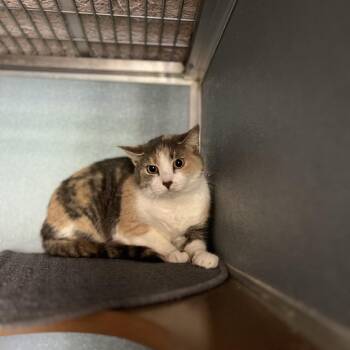 Raya -  Domestic Short Hair Cat for Adoption in Uniontown, Pennsylvania - Raya | PetCurious