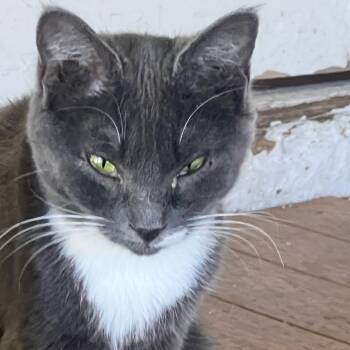 Domestic Short Hair Cats Available for Adoption in Klamath Falls, Oregon - Smoke | PetCurious