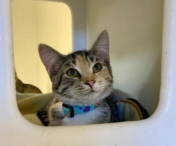 Coral -  Domestic Short Hair and Torbie Cat for Adoption in Fargo, North Dakota - Coral | PetCurious