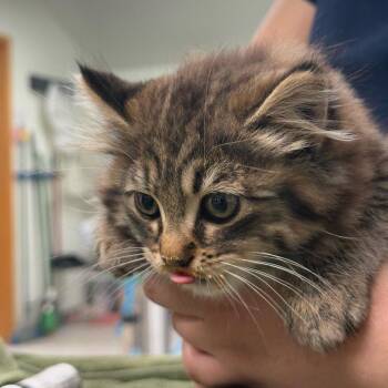Pixie -  Domestic Long Hair Cat for Adoption in Kent, Washington - Pixie | PetCurious