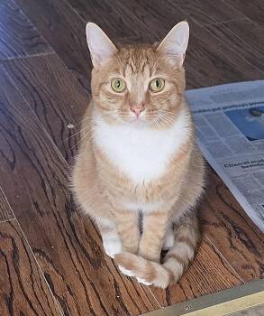 Calcifer -  Domestic Short Hair Cat for Adoption in Guelph, Ontario - Calcifer | PetCurious