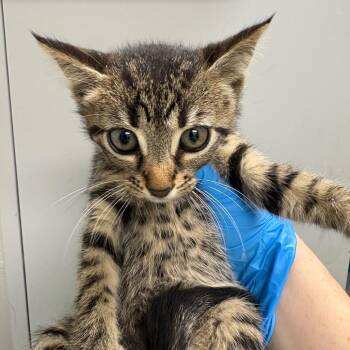 Zena -  Domestic Short Hair Cat for Adoption in Columbiana, Alabama - Zena | PetCurious