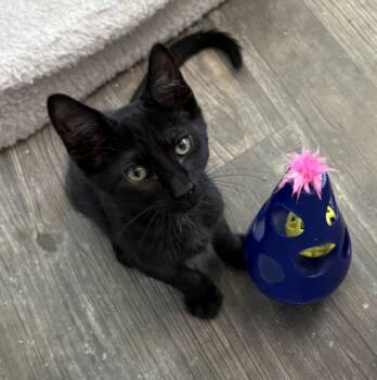 Gunny -  Domestic Short Hair Cat for Adoption in Oracle, Arizona - Gunny | PetCurious
