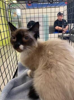 A780837 -  Domestic Short Hair Cat for Adoption in Rancho Cucamonga, California - A780837 | PetCurious
