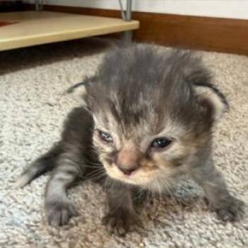 Orb -  Domestic Medium Hair Cat for Adoption in Mt. Juliet, Tennessee - Orb | PetCurious