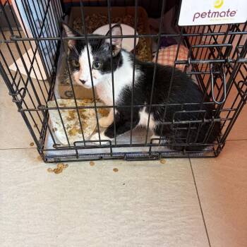 slinky -  Domestic Short Hair Cat for Adoption in Newark, New Jersey - Slinky | PetCurious