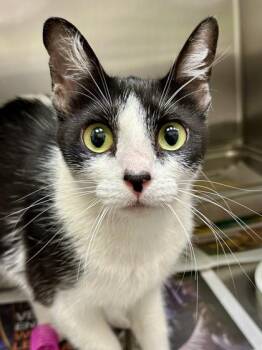 Heart -  Domestic Short Hair Cat for Adoption in Wichita, Kansas - Heart | PetCurious
