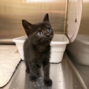 Osiris -  Domestic Short Hair Cat for Adoption in Webster, Texas - Osiris | PetCurious