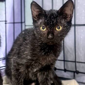 Rescue Domestic Short Hair Cats for Adoption in Durham, North Carolina - Sparkle | PetCurious