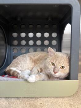 Churro -  Domestic Short Hair Cat for Adoption in Lafayette, Indiana - Churro | PetCurious
