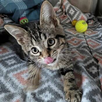 Nine Iron -  Domestic Medium Hair Cat for Adoption in Matteson, Illinois - Nine Iron | PetCurious