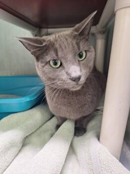 Domestic Short Hair Cats Available for Adoption in Morris, Minnesota - Ash | PetCurious
