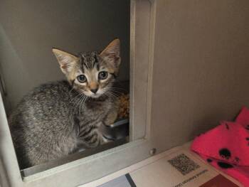Olivia -  Domestic Short Hair Cat for Adoption in Rowlett, Texas - Olivia | PetCurious