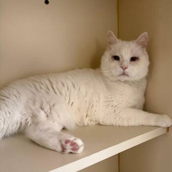 Silas -  Domestic Short Hair Cat for Adoption in Concord, New Hampshire - Silas | PetCurious