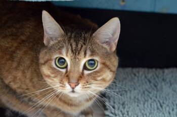 Domestic Short Hair and Tiger Cats Available for Adoption in Sanford, Florida - Stanley | PetCurious