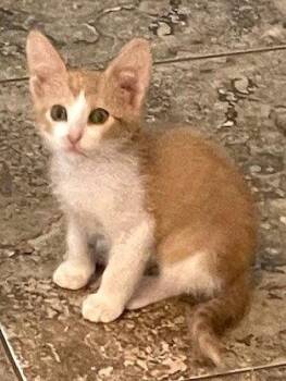 Clark -  Domestic Short Hair Cat for Adoption in Lenexa, Kansas - Clark | PetCurious