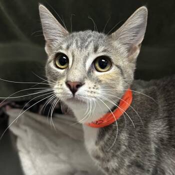 Topaz -  Domestic Short Hair Cat for Adoption in Dublin, California - Topaz | PetCurious