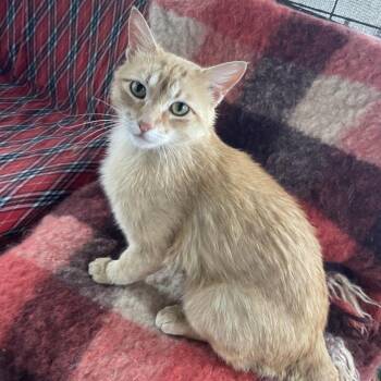 Domestic Short Hair Cats Available for Adoption in Prescott, Arizona - Frampton | PetCurious