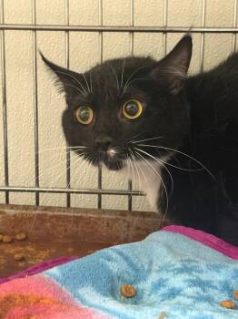 Mona -  Domestic Short Hair Cat for Adoption in Rock Springs, Wyoming - Mona | PetCurious