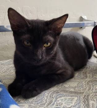 Mbili Nambari -  Domestic Short Hair and Tabby Cat for Adoption in Chandler, Arizona - Mbili Nambari | PetCurious