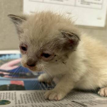 Domestic Short Hair Cats Available for Adoption in Yuma, Arizona - Madonna | PetCurious