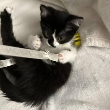 Chutney -  Domestic Short Hair Cat for Adoption in Abbotsford, British Columbia - Chutney | PetCurious