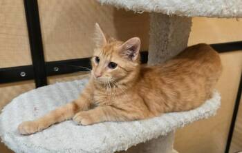 Nutter Butter -  Domestic Short Hair Cat for Adoption in Rowlett, Texas - Nutter Butter | PetCurious