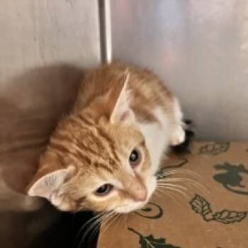 Rescue Domestic Short Hair Cats for Adoption in Pittsburgh, Pennsylvania - Reese's | PetCurious