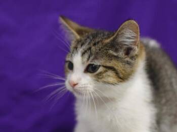 Capybara -  Domestic Short Hair Cat for Adoption in Portland, Oregon - Capybara | PetCurious
