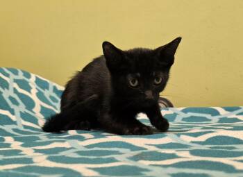 Newton -  Domestic Short Hair Cat Available for Adoption in Dickson, Tennessee - Newton | PetCurious