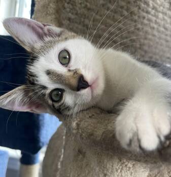 Domestic Short Hair and Bengal Cats Available for Adoption in Pickering, Ontario - Hercules (bonded With Ghost And Marbles) | PetCurious