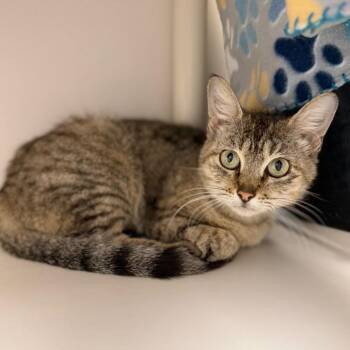 Domestic Short Hair Cats Available for Adoption in Sarasota, Florida - Ruby | PetCurious