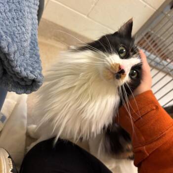 Callie -  Domestic Long Hair Cat for Adoption in South Burlington, Vermont - Callie | PetCurious