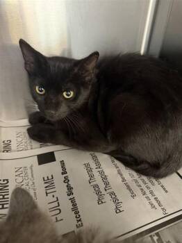 LUCKY -  Domestic Short Hair Cat for Adoption in San Antonio, Texas - LUCKY | PetCurious