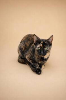 Minnow -  Domestic Short Hair Cat for Adoption in Dahlonega, Georgia - Minnow | PetCurious